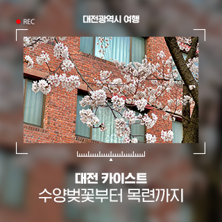 대전 벚꽃 명소 카이스트 오리연못 그리고 목련