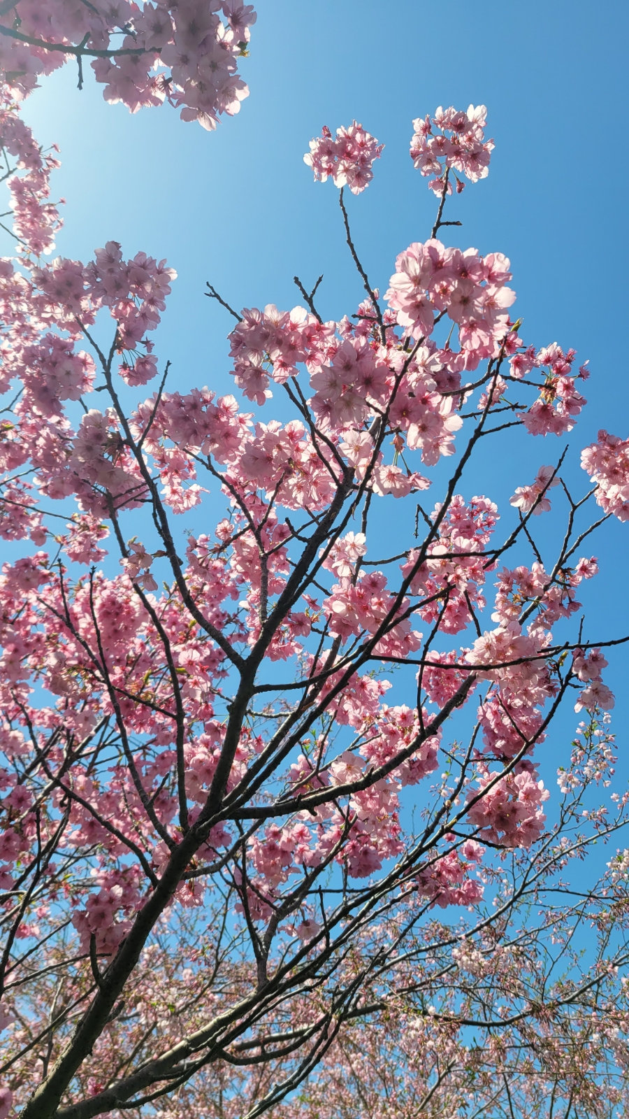 진해 벚꽃공원 홍벚꽃, 아름다운 바다뷰 벚꽃명소, 주차장 안내