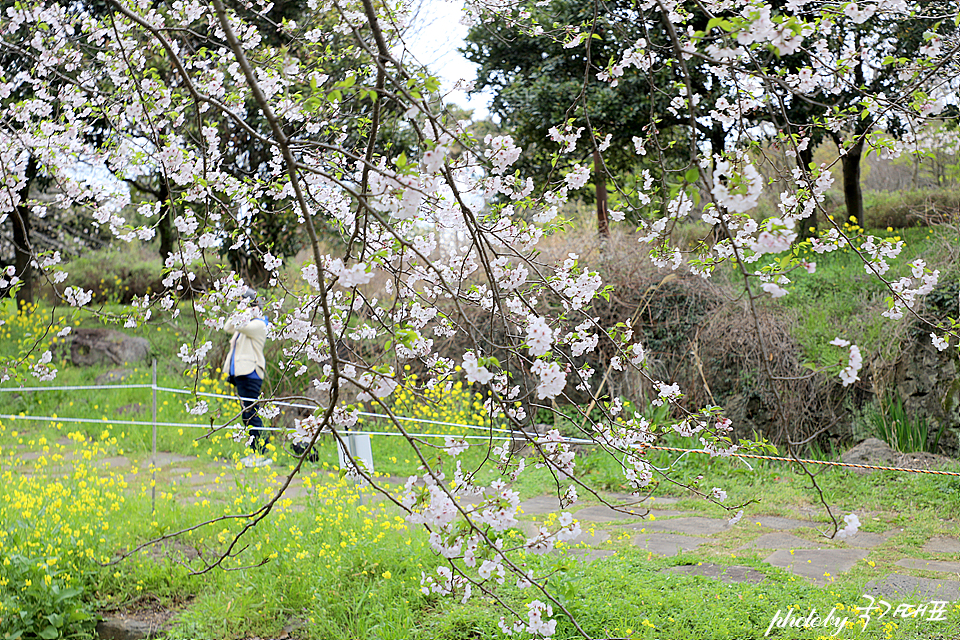 제주 벚꽃 명소 예래생태공원 제주도 유채꽃 명소
