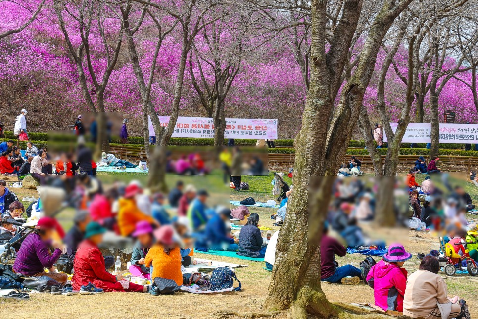 부천 원미산 진달래꽃축제 진달래동산 만개 부천 갈만한곳