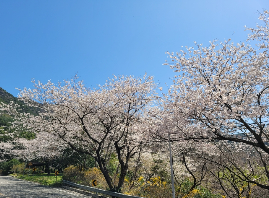 창원 진해구 벚꽃드라이브 코스, 장복산 치유의숲(마산-진해, 마진터널)