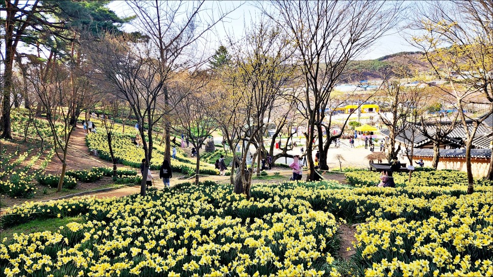 3월 꽃구경 서산 가볼만한곳 유기방가옥 서산 수선화 축제 3월 22일 부터 봄꽃구경!