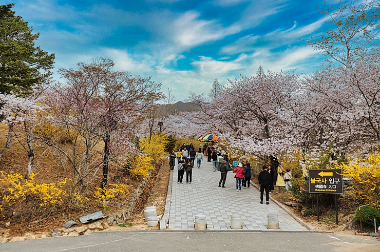 경주 벚꽃 축제 가볼만한곳 BEST5와 2024 벚꽃개화시기
