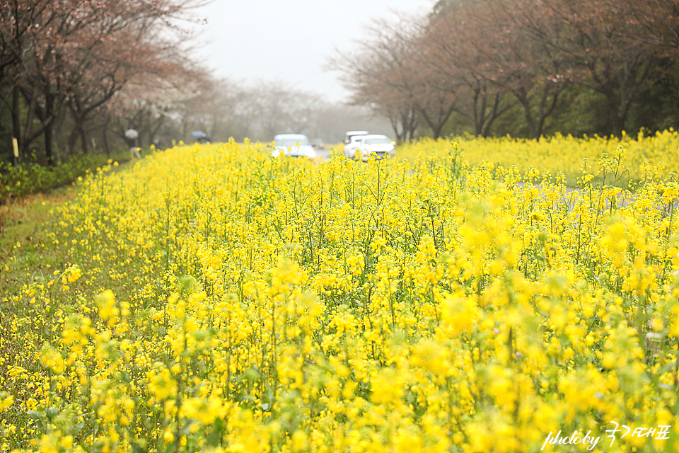 제주 녹산로 유채꽃 도로 서귀포 벚꽃 명소