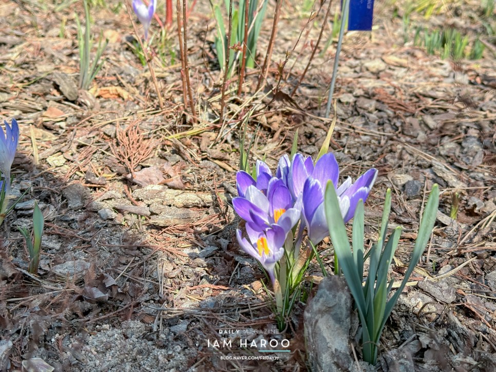 태안 천리포수목원 입장료 목련축제 3월 봄 꽃구경