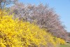 경주 벚꽃 흥무로 벚꽃길 주차 김유신장군묘 실시간 벚꽃 개화시기 벚꽃명소