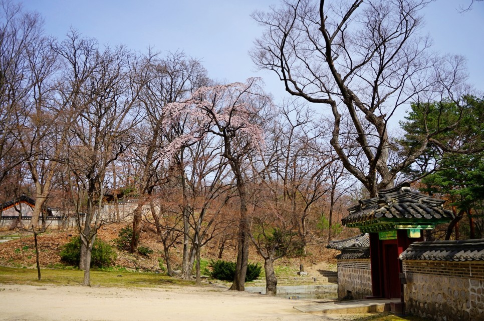 3월 서울 가볼만한곳 창덕궁 홍매화 후원 꽃구경
