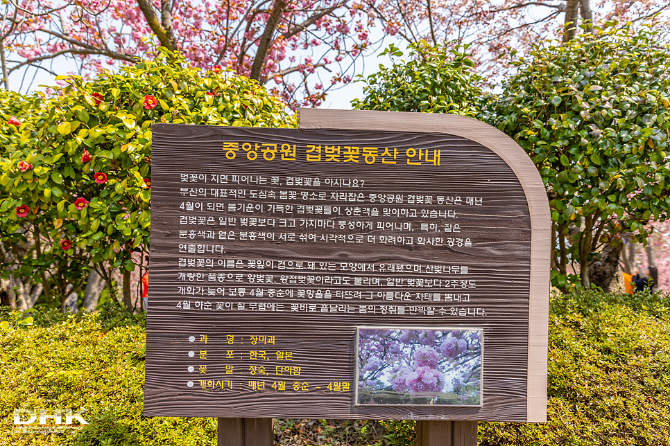부산 벚꽃 명소 겹벚꽃 데이트 민주공원 중앙공원 꽃동산 4월 국내 봄 여행 가볼만한곳