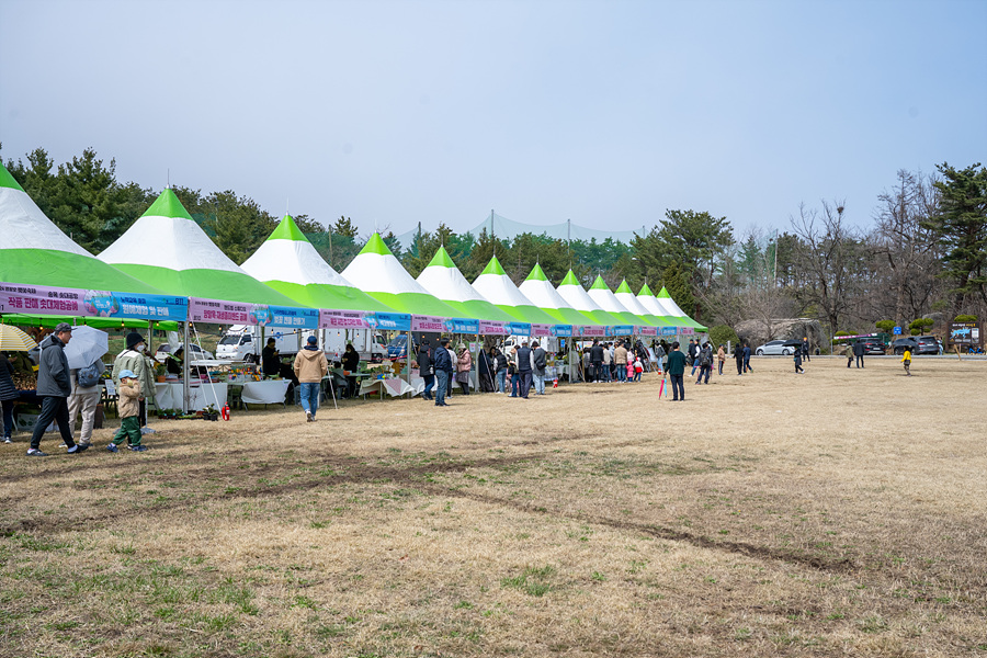 강원도 속초 벚꽃 명소 영랑호수윗길 둘레길 자전거 범바위 영랑호 벚꽃축제