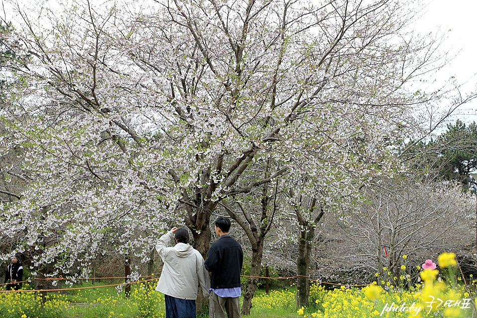 제주 벚꽃 명소 예래생태공원 제주도 유채꽃 명소