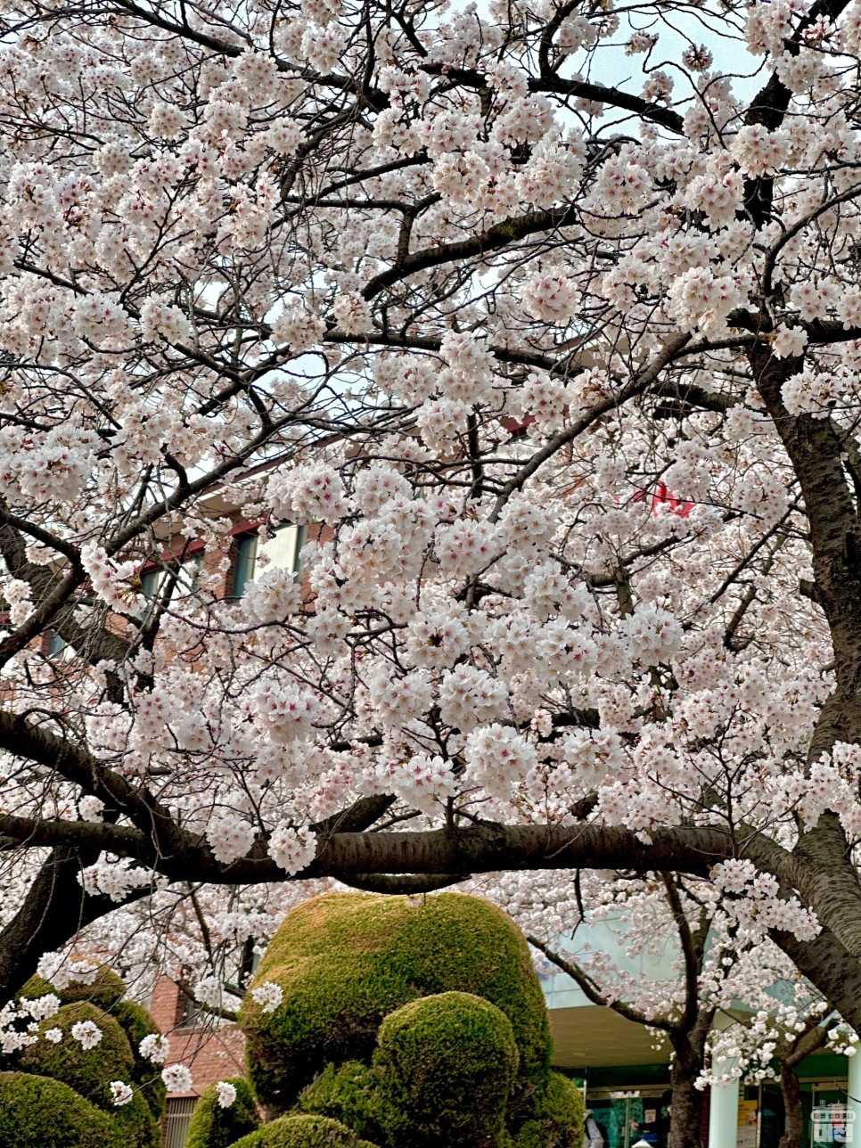 대전 벚꽃 명소 카이스트 오리연못 그리고 목련