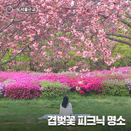 봄 피크닉 가볼 만한, 서울/경기/인천 겹벚꽃 데이트 명소 4 (겹벚꽃 개화시기)