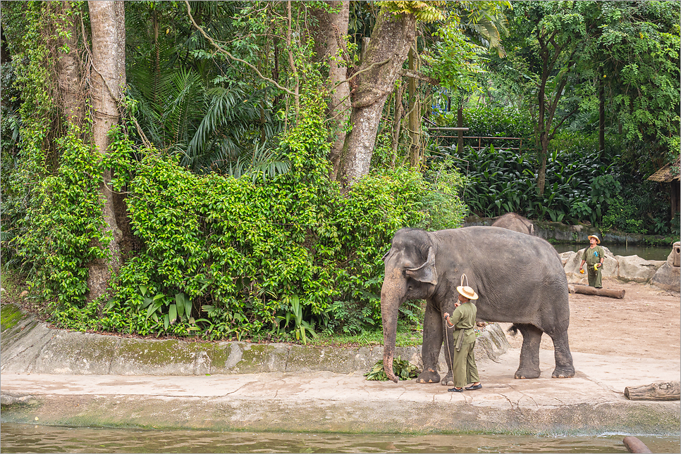 싱가포르 동물원 입장권 가는법 아이와 해외여행 싱가포르여행