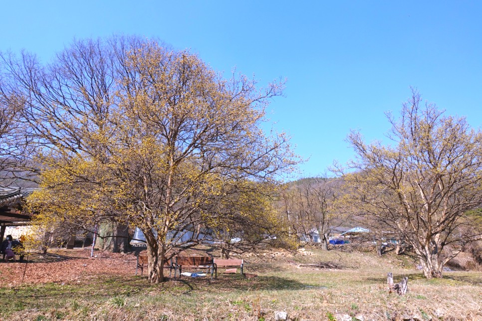 경기도 이천 가볼만한곳 이천 산수유마을 산수유축제