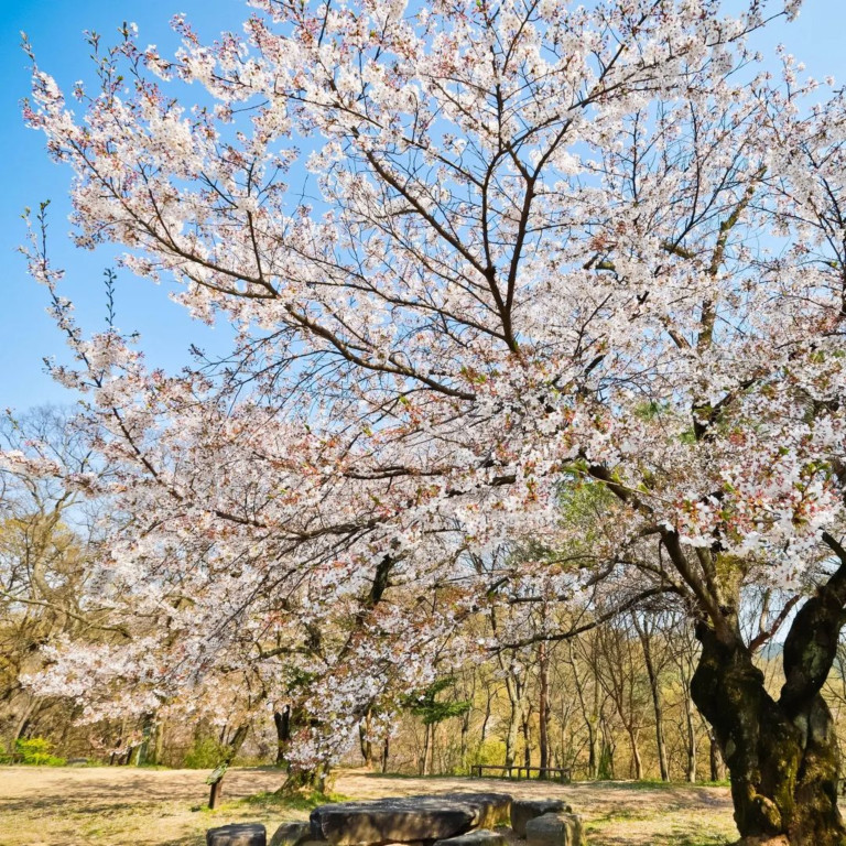 뚜벅이도 가능한 서울에서 공주 당일치기 벚꽃 여행 (버스 시간표, 요금)