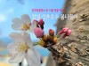 [1년 전 오늘] 전국벚꽃명소 中 서울 벚꽃 명소 잠실 석촌호수 봄나들이
