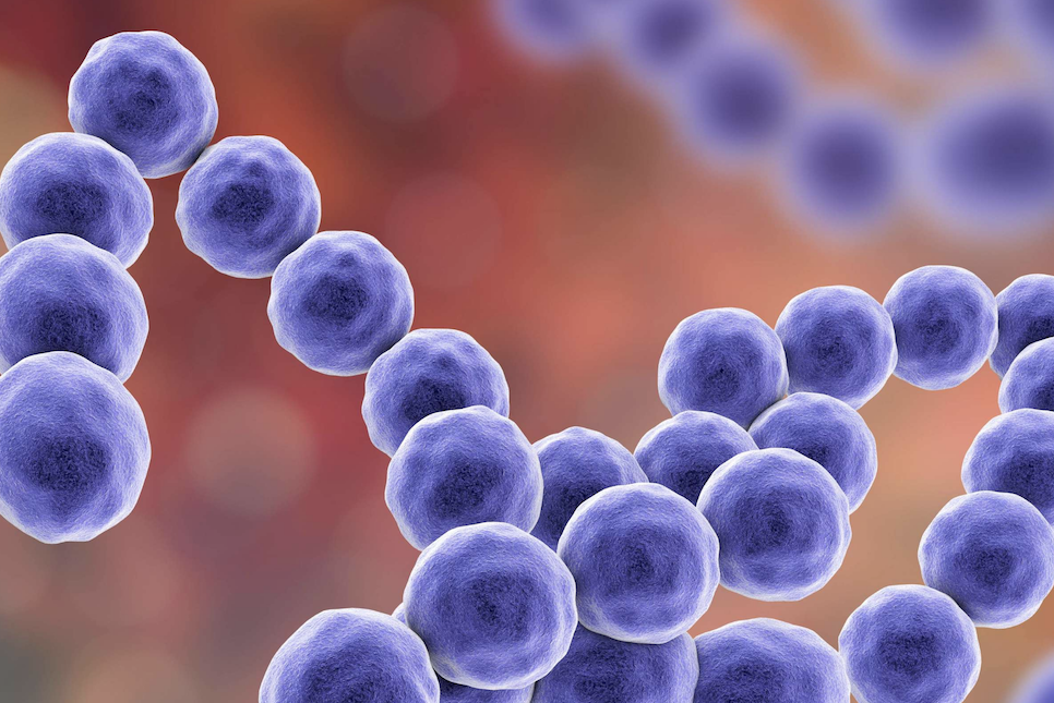 일본 바이러스 stss 전염병 증상 감염 치사율 50세미만 30% 사망
