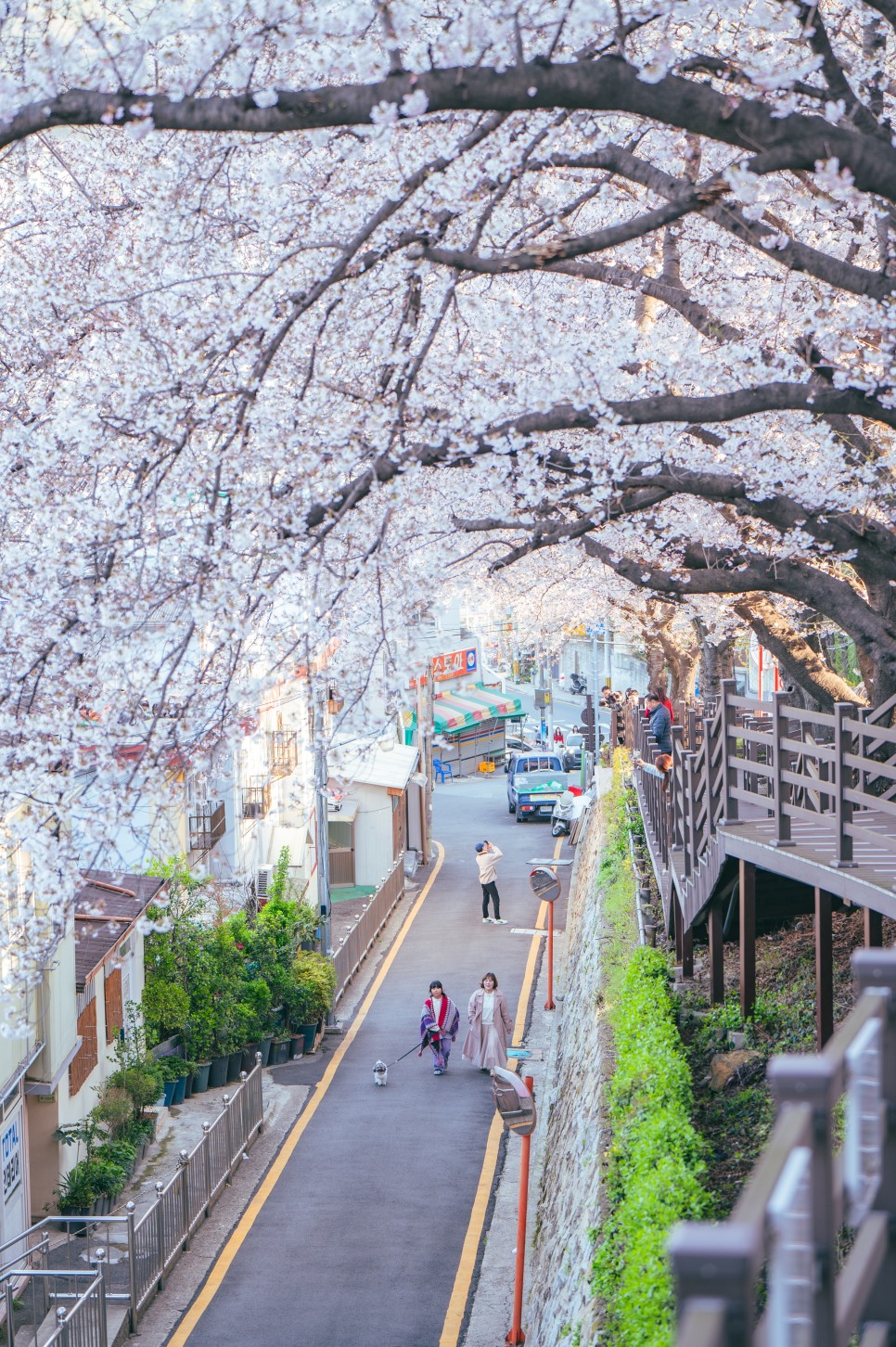 2024 부산 벚꽃 명소 개금 벚꽃 문화길 아침 나들이