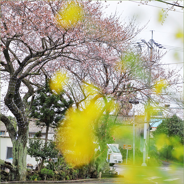제주도 애월 벚꽃여행 장전리 왕벚꽃 축제 4월 꽃구경