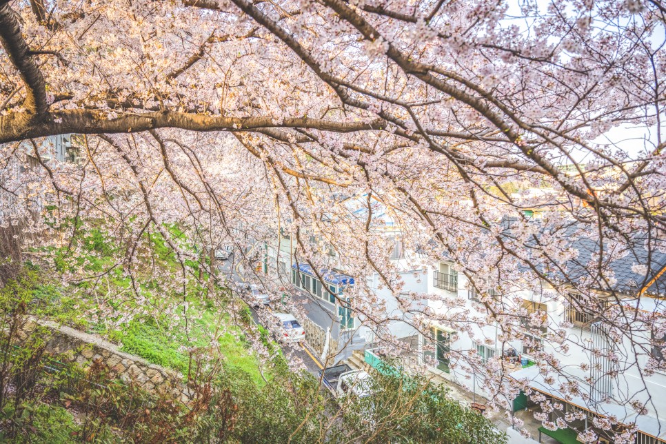 요즘 뜨는 부산 벚꽃 명소 개금동 벚꽃길