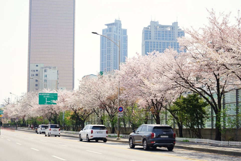 서울 벚꽃 명소 여의도 벚꽃 축제 윤중로 벚꽃 구경