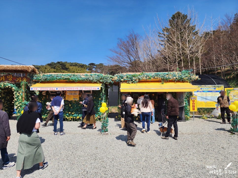 서산 유기방가옥 수선화 축제 실시간 3월 4월 꽃구경 가볼만한곳