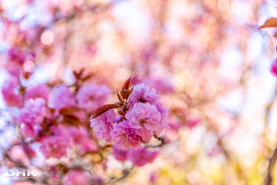 경주 벚꽃 겹벚꽃 명소 불국사 입장료 무료 국내 여행지 봄에 가볼만한곳 개화시기