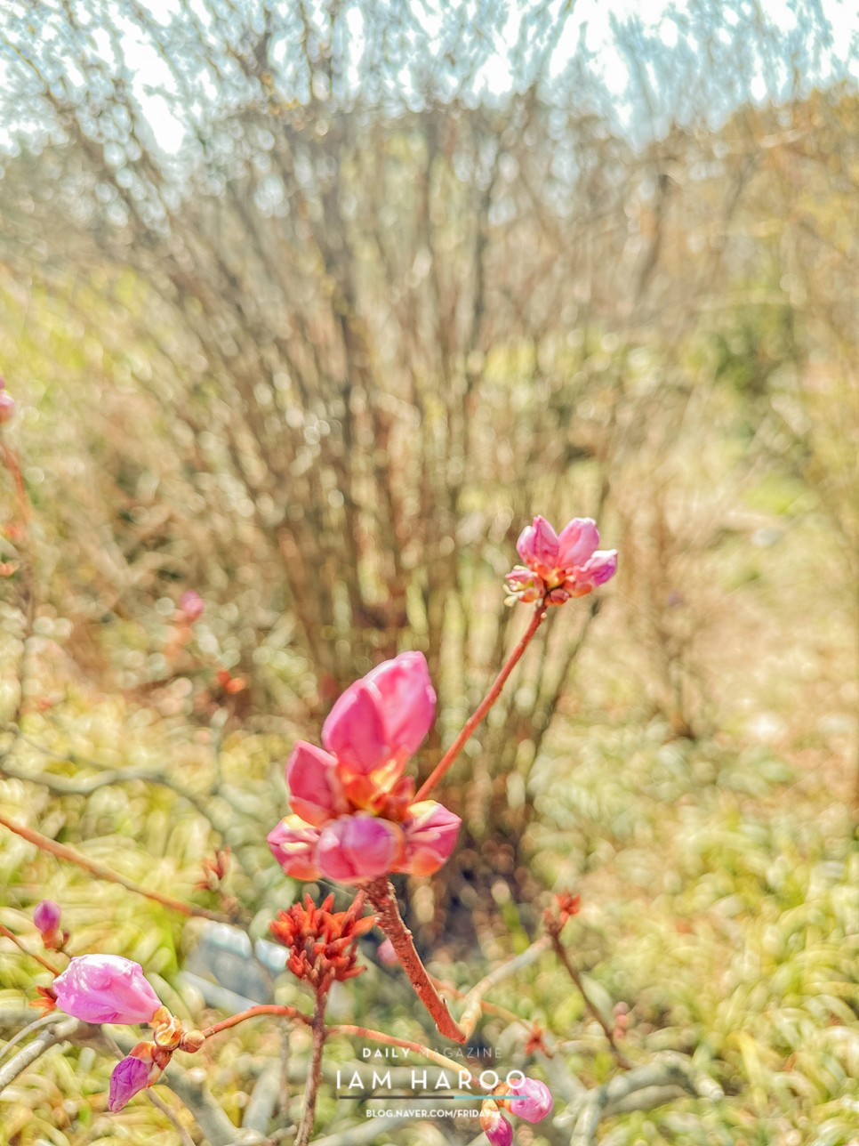 태안 천리포수목원 입장료 목련축제 3월 봄 꽃구경