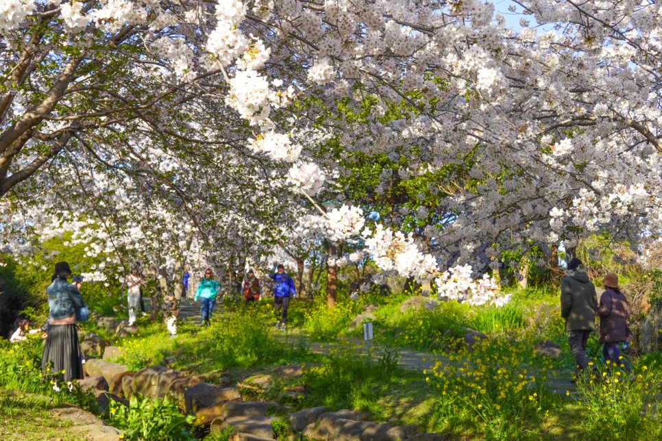 제주 벚꽃 명소 예래생태공원 제주도 벚꽃 꽃구경 시기