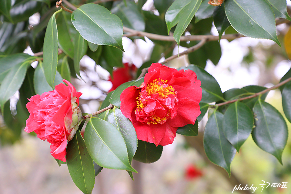 제주도 벚꽃 개화시기 제주 삼성혈 신산공원 벚꽃