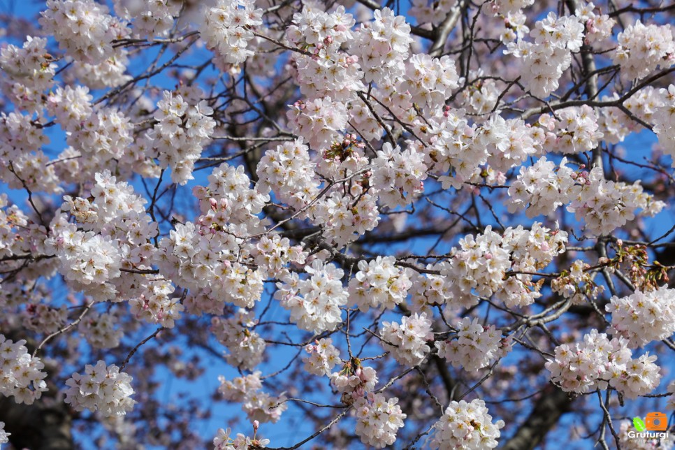 경주 벚꽃축제 흥무로 벚꽃길 김유신장군묘 실시간 벚꽃 개화시기
