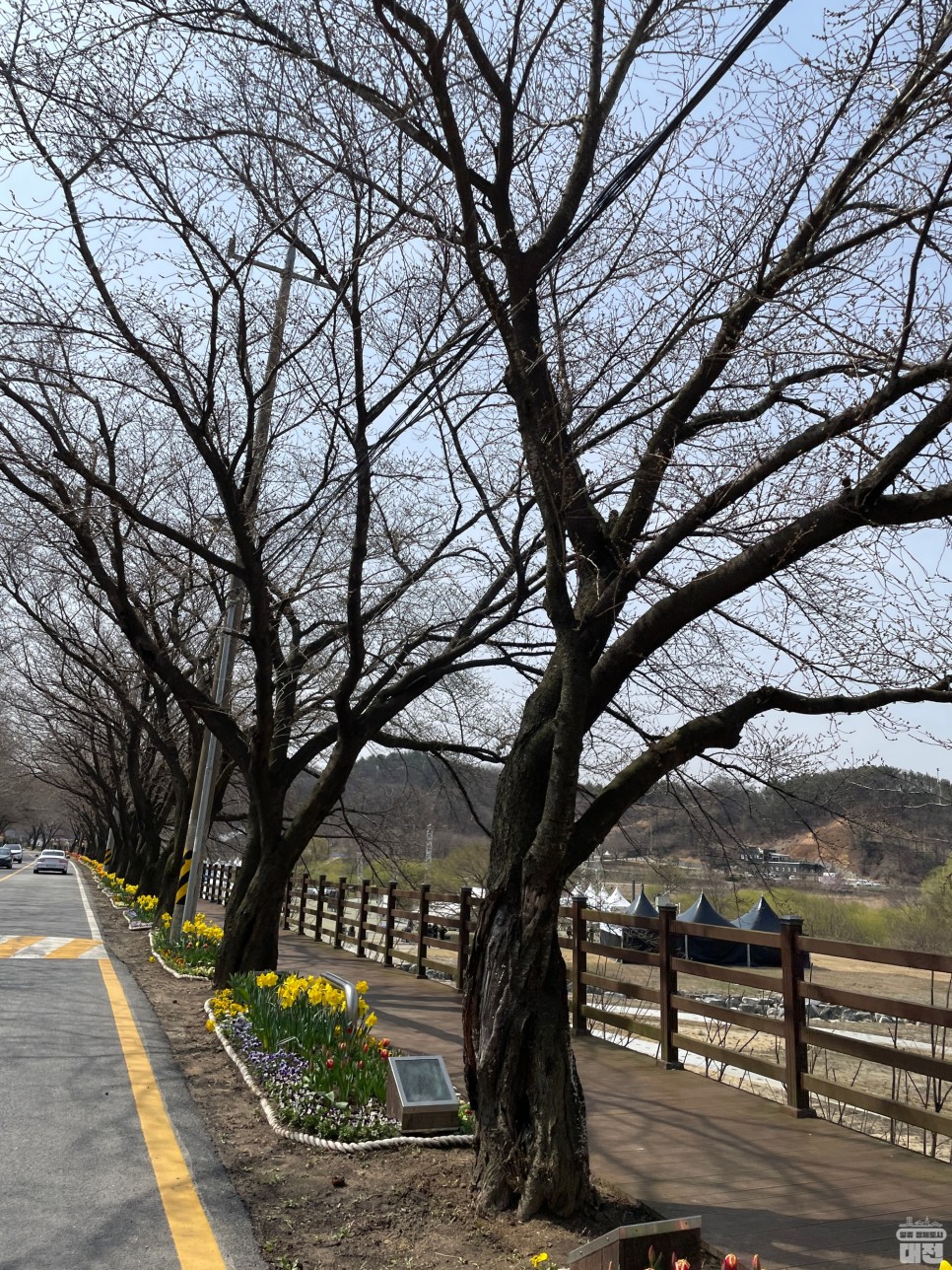 대전 동구 대청호 세상에서 가장 긴 벚꽃길 벚꽃축제