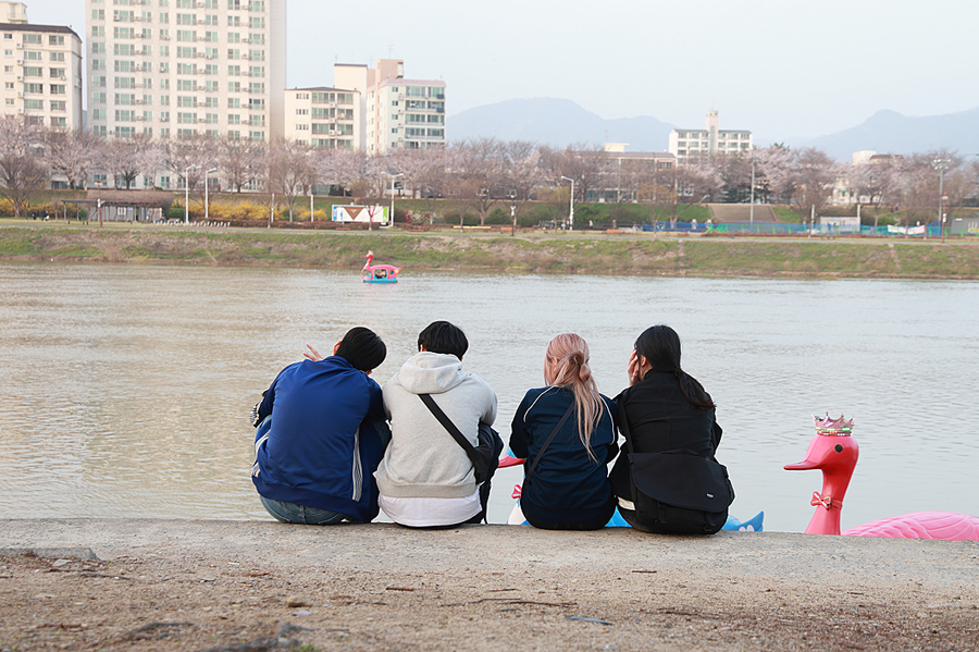 대구 벚꽃 명소 개화 시기 동촌 유원지 금호강 산책로 나들이 자전거길