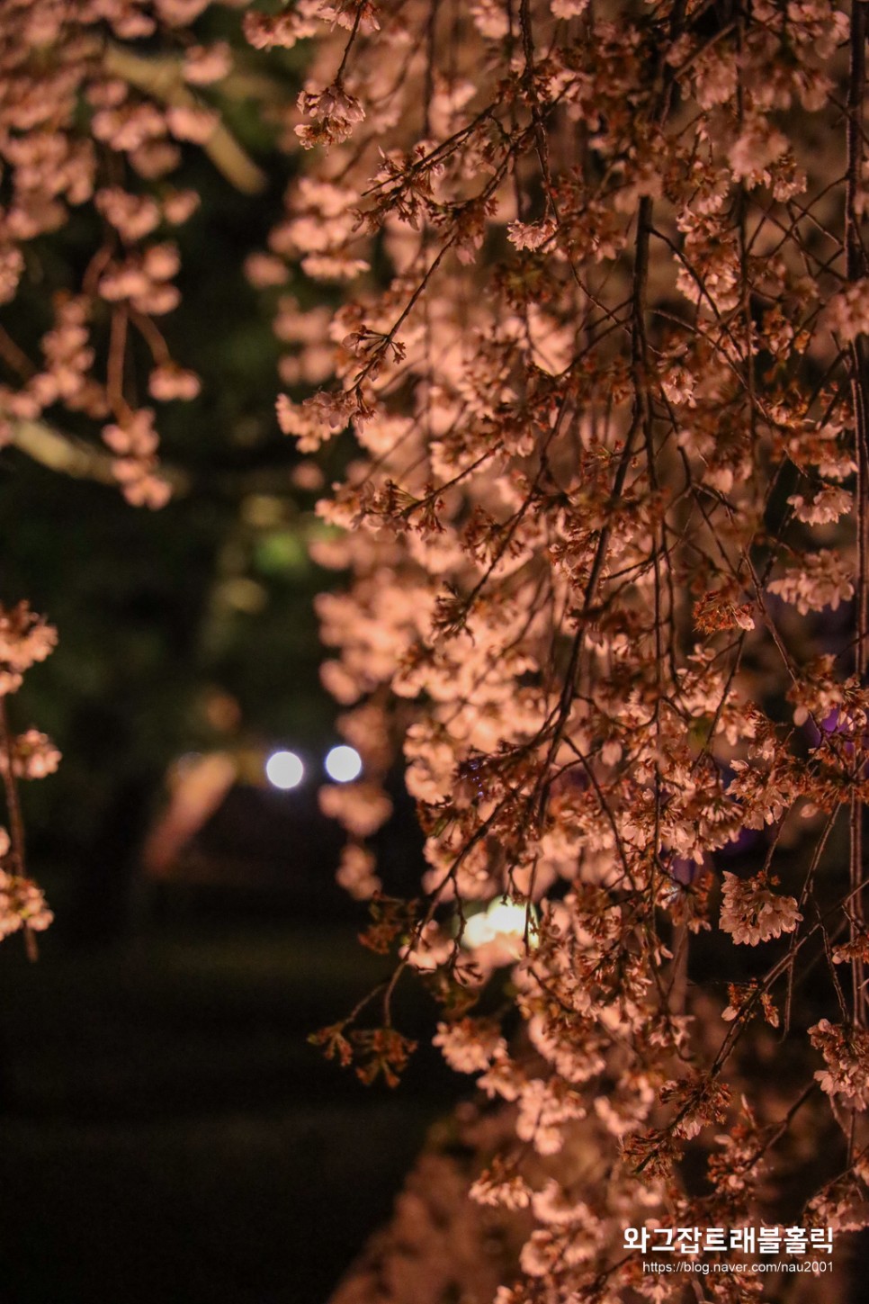 교토 여행코스 저녁 벚꽃 명소 니조성 라이트업 할인 입장료 후기