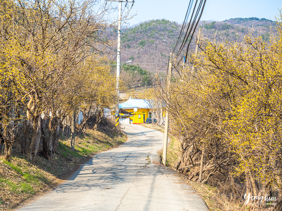 경기도 여행 양평 데이트 코스 양평 산수유마을