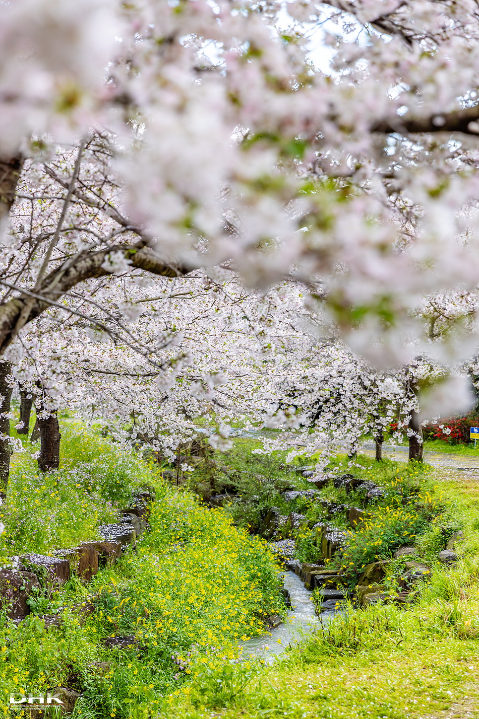 제주 서귀포시 벚꽃명소 대왕수천 예래생태공원 유채꽃 제주도 꽃구경 가볼만한곳