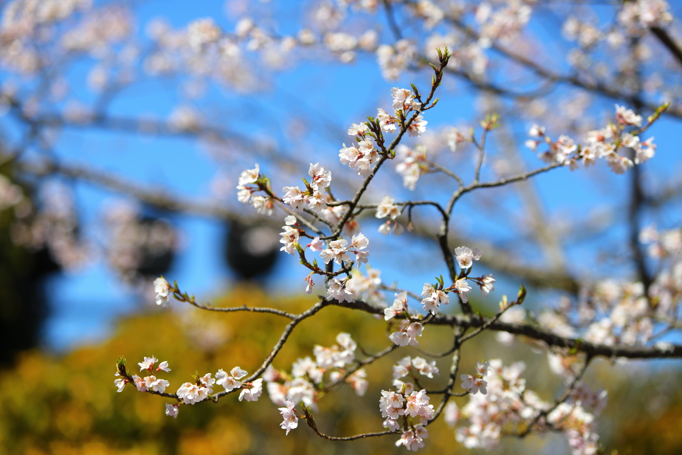 오사카 벚꽃 개화시기 교토 청수사 벚꽃 명소 실시간 현황