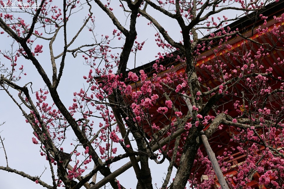 오사카 교토 여행 가볼만한곳 청수사 아라시야마 맛집 교토 일본 오사카 날씨 4월 벚꽃