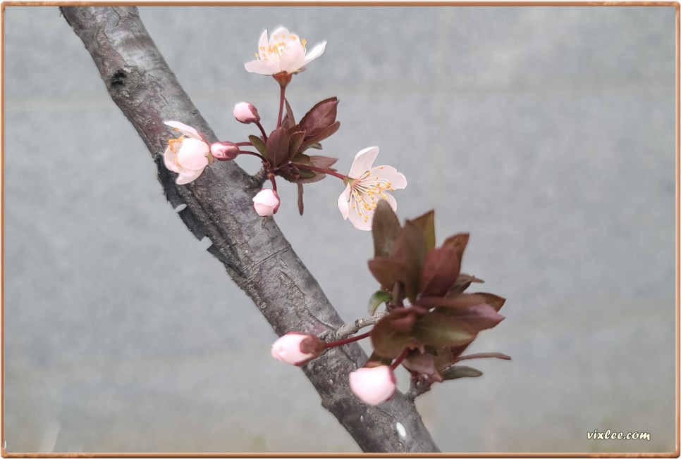 3월27일 개화 벚꽃 발견. 살구꽃은 만개, 자엽자두 개화중