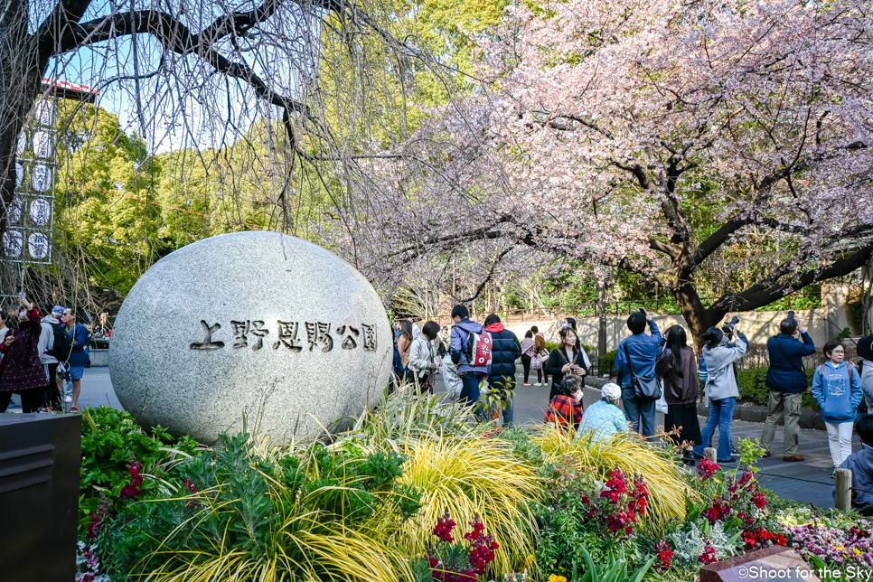 3월 일본 도쿄 벚꽃 여행 명소 우에노 공원 우에노 동물원 입장료
