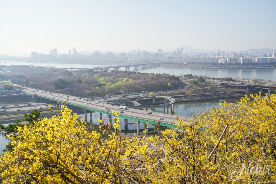 서울 응봉산 개나리 축제 팔각정 3월 꽃구경