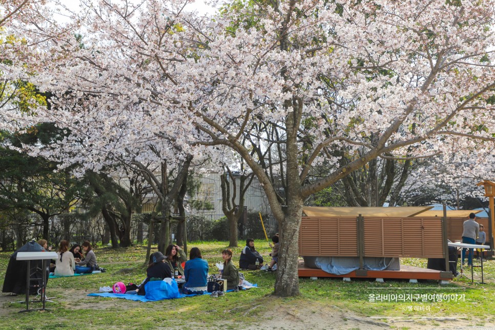 일본 후쿠오카 여행 일정 벚꽃 개화시기 동선 후쿠오카 항공권 특가 가격