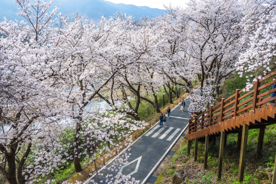 [24.3.31] 경남 벚꽃 명소 하동 화개 장터 쌍계사 십리 벚꽃길 만개 실시간 CCTV
