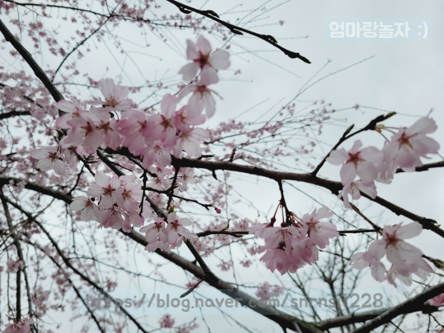 24년 진해군항제개화 [경화역 수양벚꽃 만개] 3월 25일 실시간벚꽃개화상황