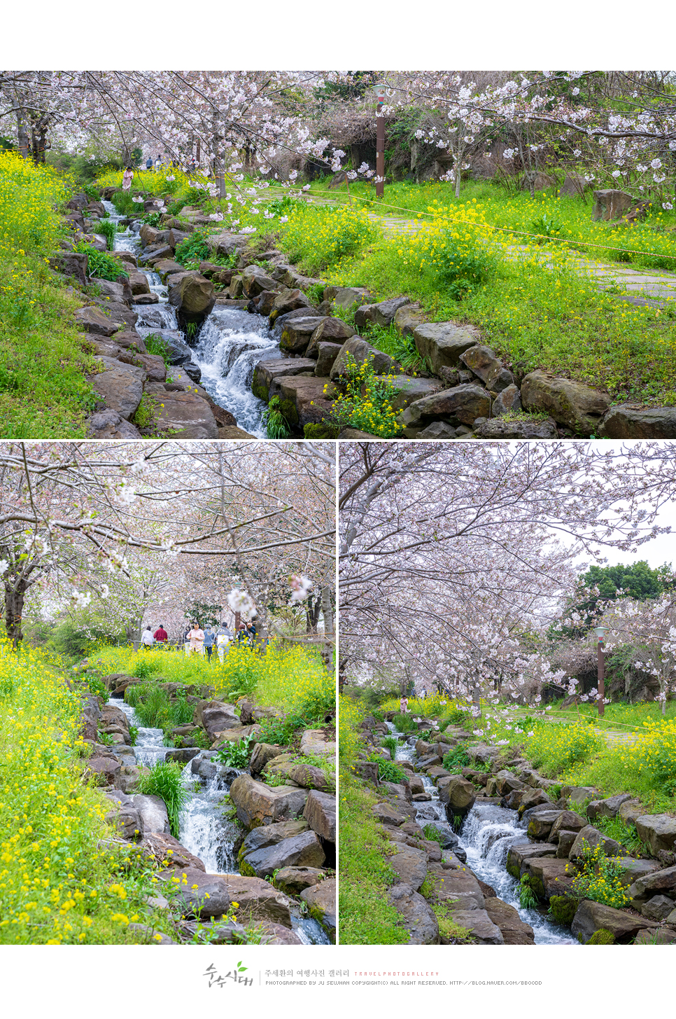 4월 제주 서귀포 벚꽃 유채꽃 명소 예래생태공원