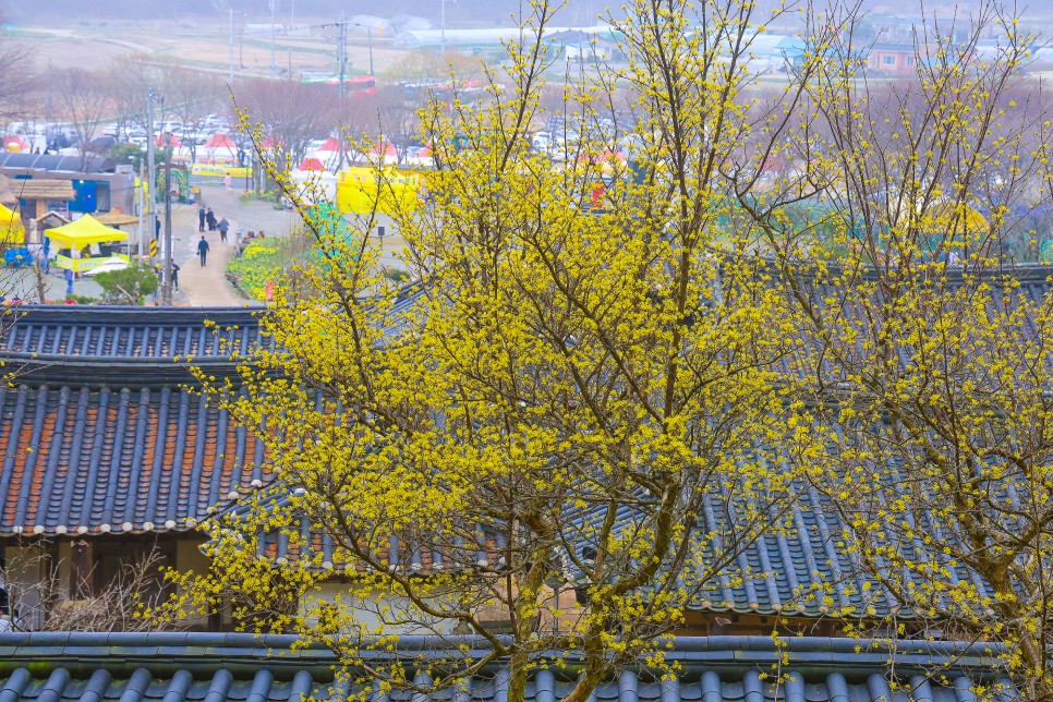 봄꽃축제 지금 달려가야할  전국 봄꽃 명소