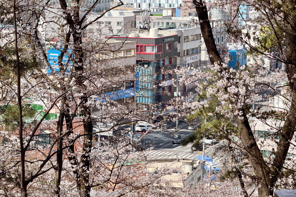벚꽃 여행 대전 가볼만한곳 대전 벚꽃 명소 테미공원