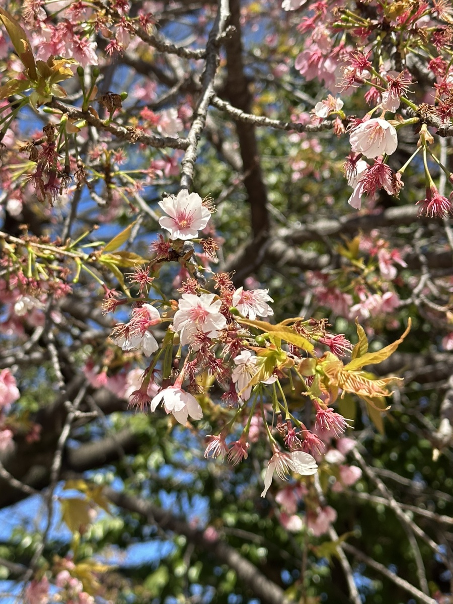 일본 나고야 자유여행 가볼만한곳, 나고야성 벚꽃 축제 시작! 4월 일본 날씨