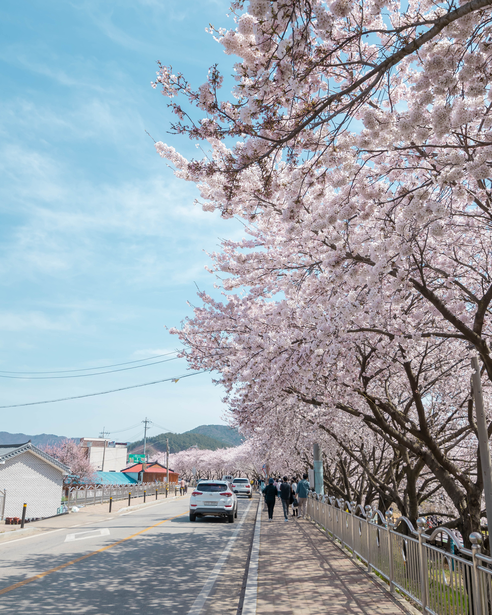 서울근교 꽃구경 충남 서산 여행  서산명소 충남 벚꽃 명소 추천