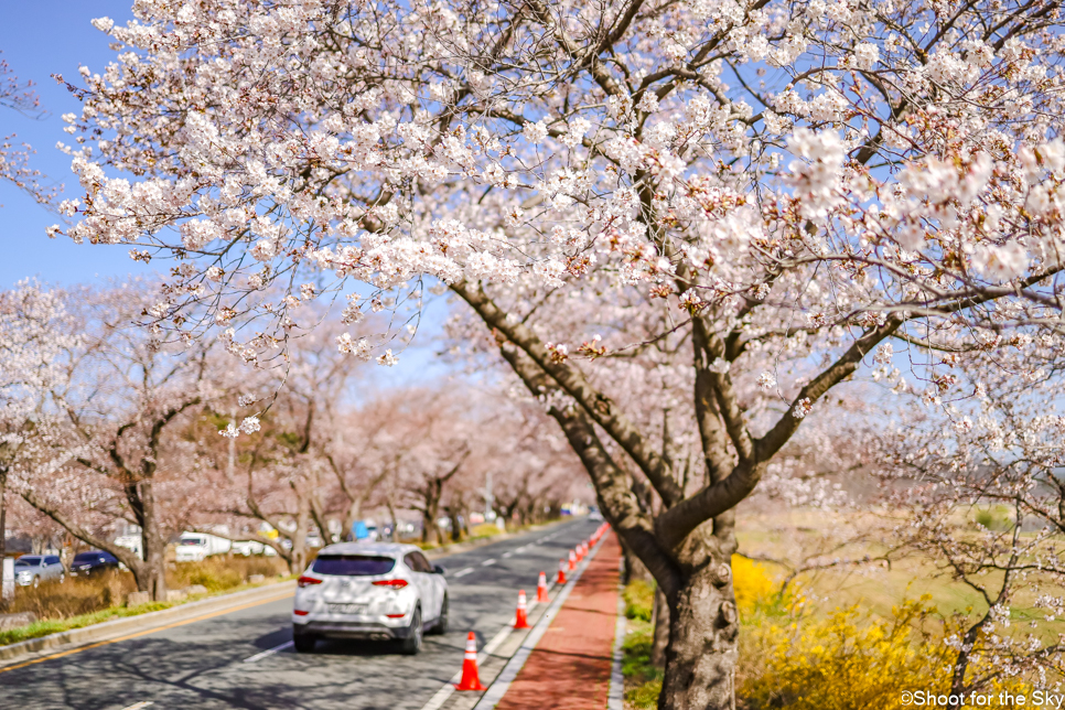 경주 가볼만한곳 MCY 테마파크 흥무로 경주 벚꽃 축제 실시간 시기